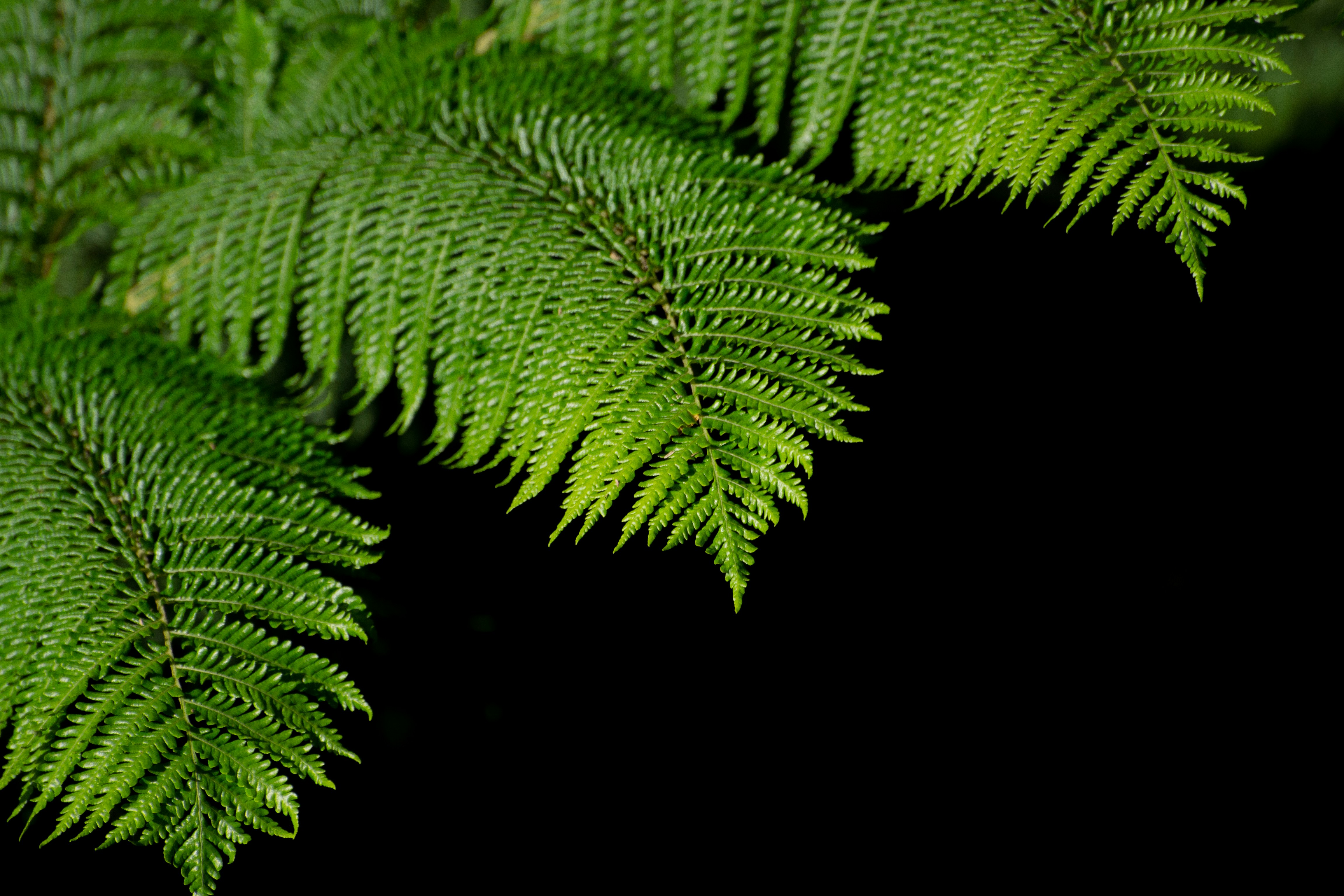 a close up of a fern leaf on a black background