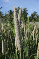 A field of tall green plants with long, cylindrical grain heads stands under a clear blue sky. The plants are densely packed, their seed heads reaching upwards. In the background, there are scattered trees and more plants extending towards the horizon.