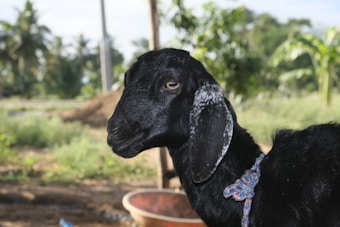 A black goat with a speckled white pattern on its neck and ears, standing in a natural setting with blurred greenery in the background. The goat is wearing a multicolored rope around its neck.