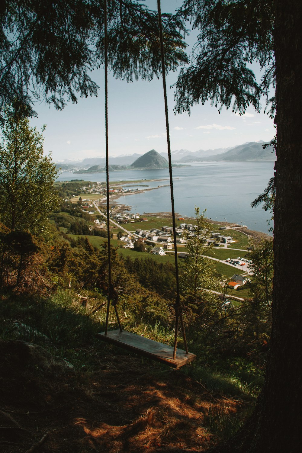 a swing hanging from a tree near a body of water