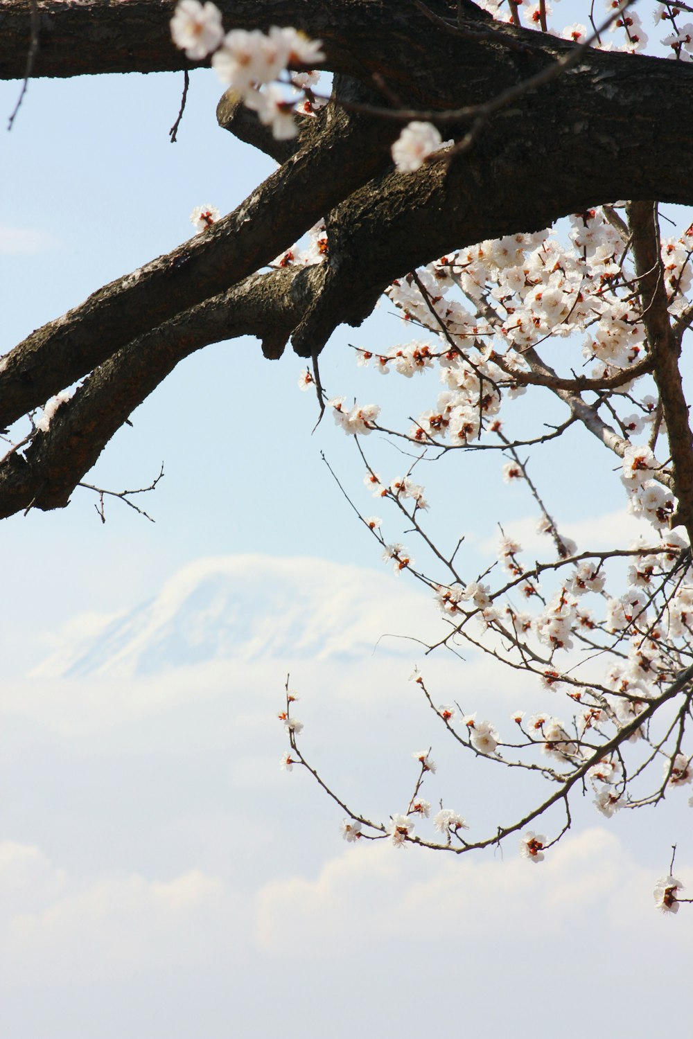 a tree with white flowers and a mountain in the background