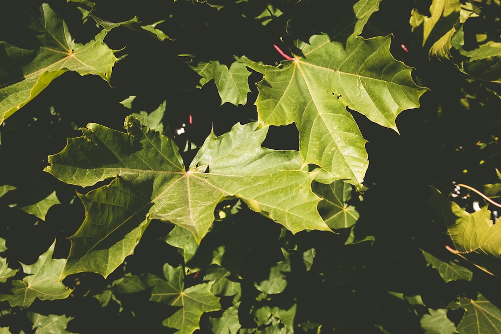 a close up of a leaf on a tree