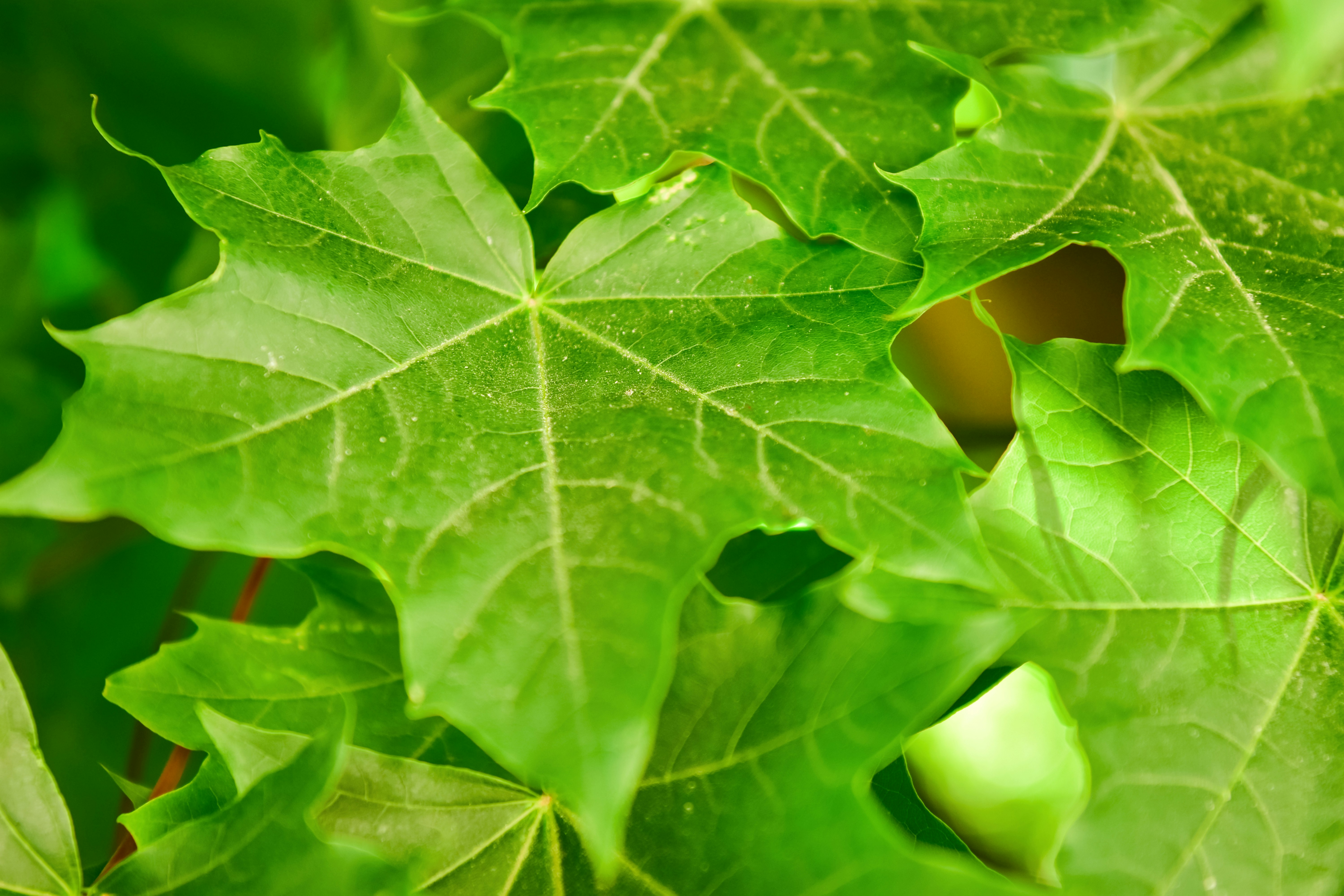 a close up of a green leafy plant