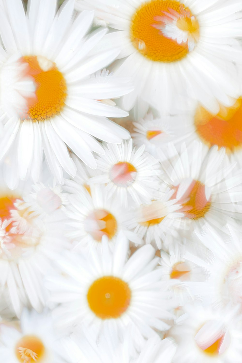 白い花の束のクローズアップ