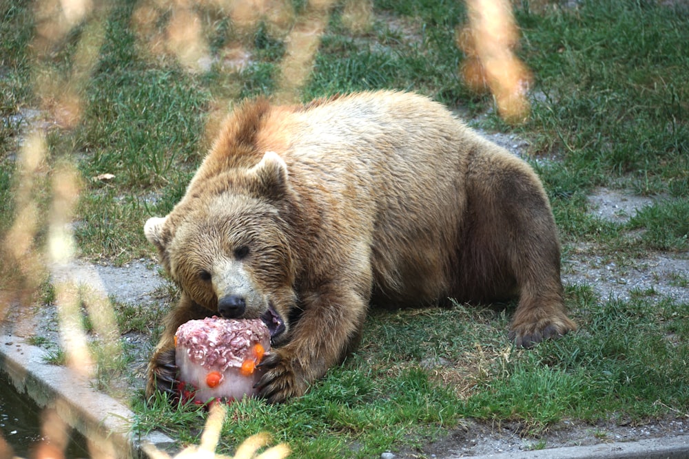 a large brown bear laying on top of a lush green field