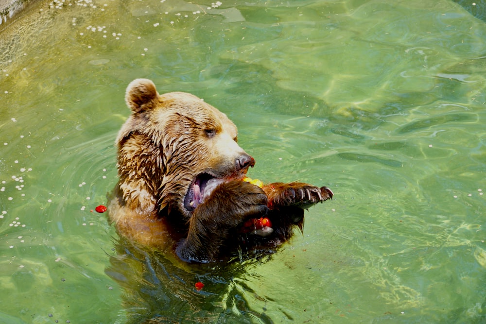 a brown bear in the water playing with a toy