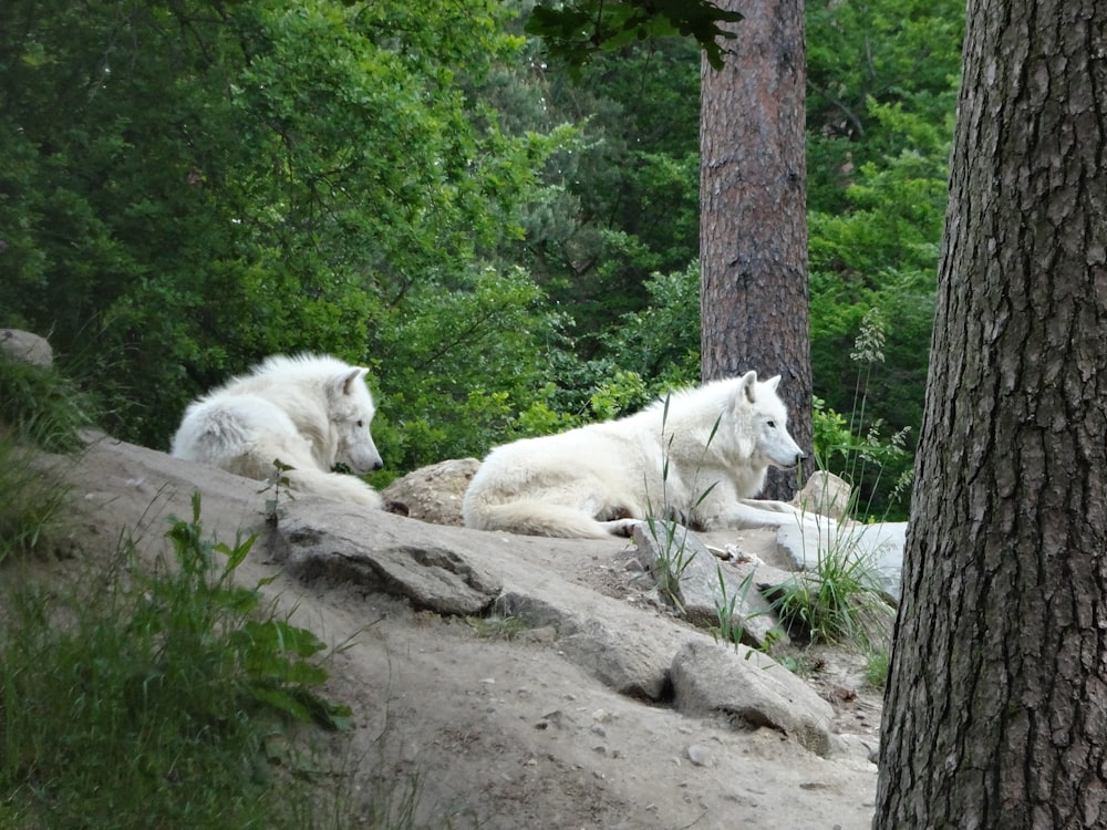 a couple of animals that are laying down in the dirt