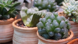 Several small, potted succulents are placed closely together. The plants vary in shape and texture, with thick, fleshy leaves that appear waxy and vibrant. The pots have a natural, earthy appearance with subtle striations.