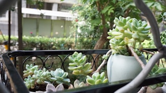 A group of succulents is arranged in a small, light-colored pot placed on a black metal shelf. They are situated outdoors, with a background of greenery and partially visible urban structures. The scene is serene, with muted sunlight filtering through foliage.