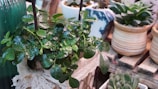 A collection of potted plants featuring vibrant green foliage covered with water droplets. The plants are housed in various decorative pots, including a white textured pot and a blue-patterned one. The arrangement sits on a wooden surface, creating a natural and fresh atmosphere.