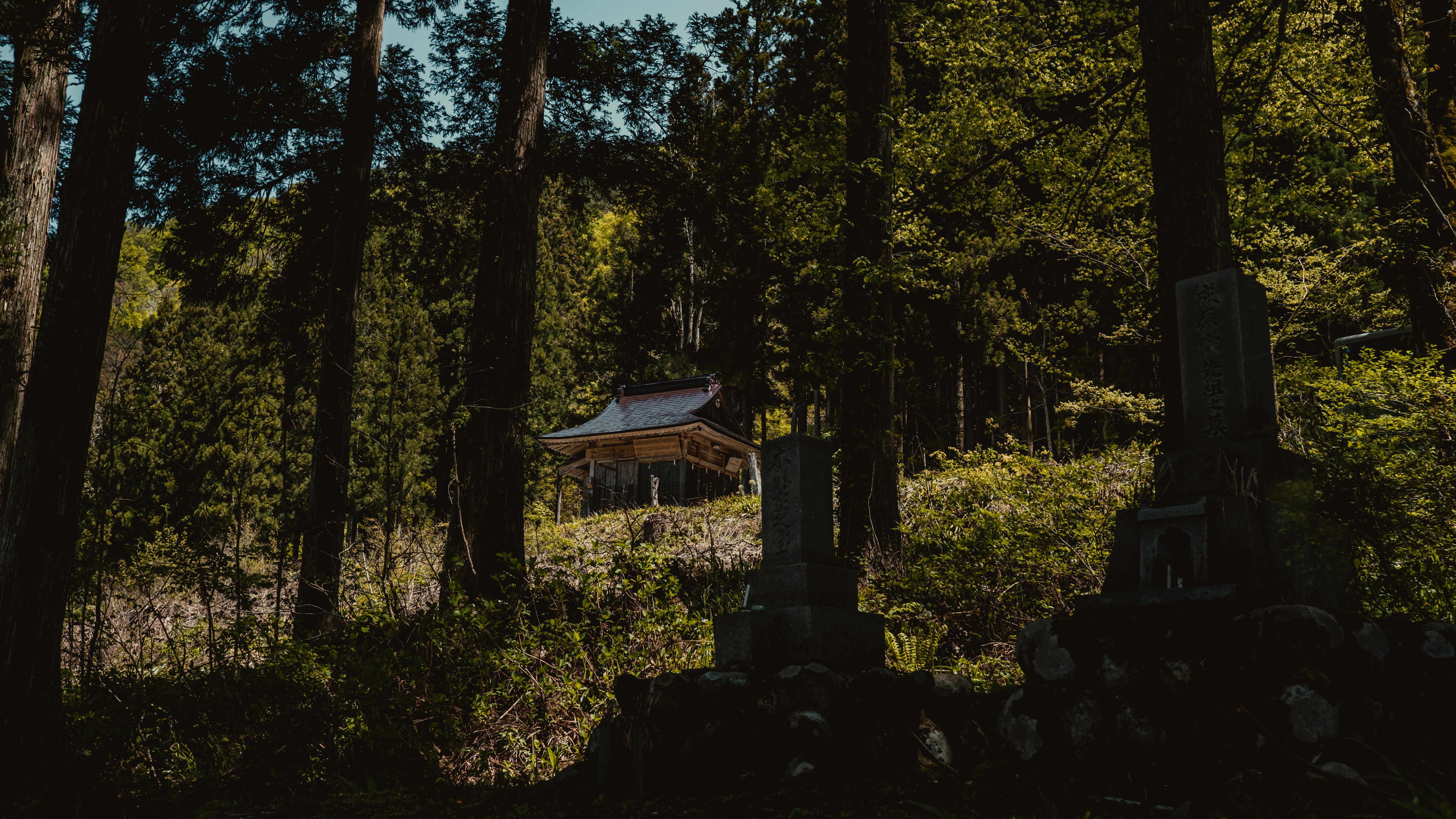 森の真ん中にある小さな小屋