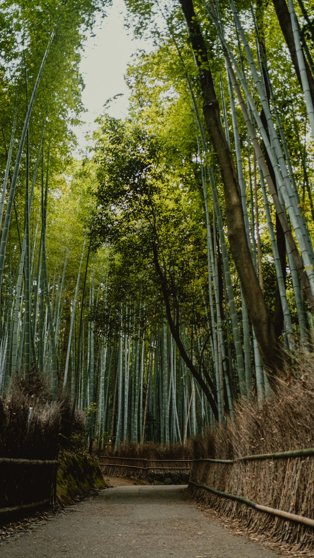 a path in the middle of a bamboo forest