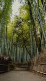 A peaceful bamboo forest path with sunlight filtering through tall stalks.
