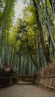 A serene mountain trail lined with tall pine trees, perfect for hiking with bamboo poles.