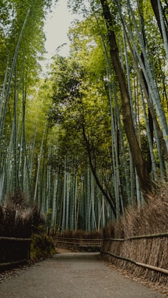 A peaceful bamboo forest path with sunlight filtering through tall stalks.
