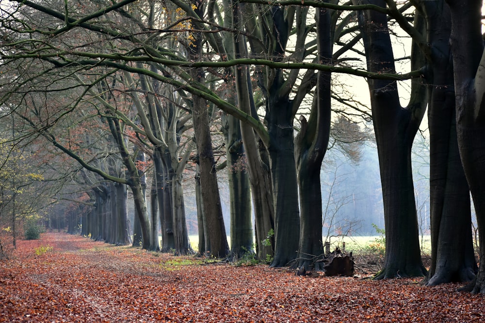 a dirt road surrounded by trees and leaves