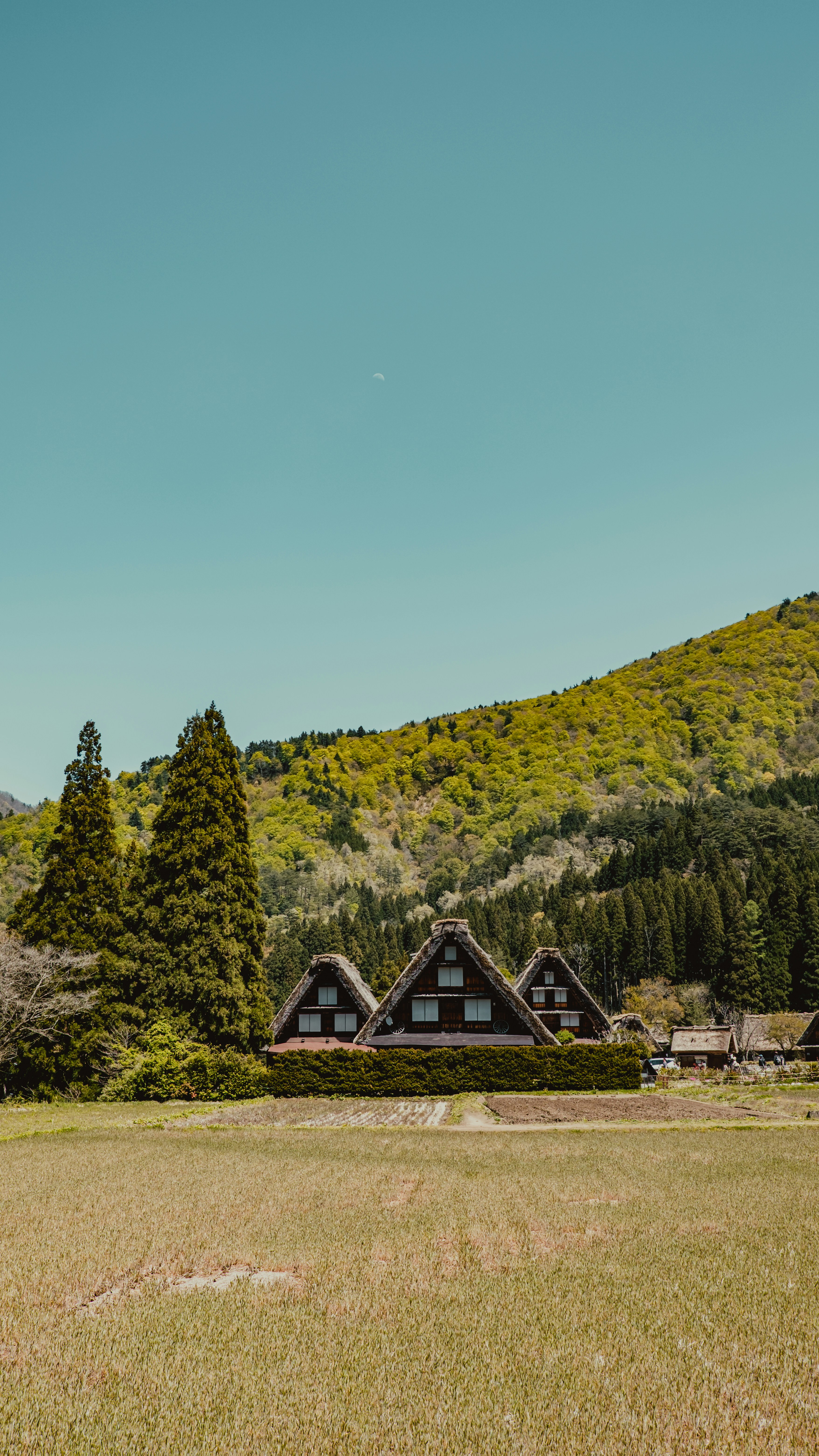 a grassy field with houses in the background