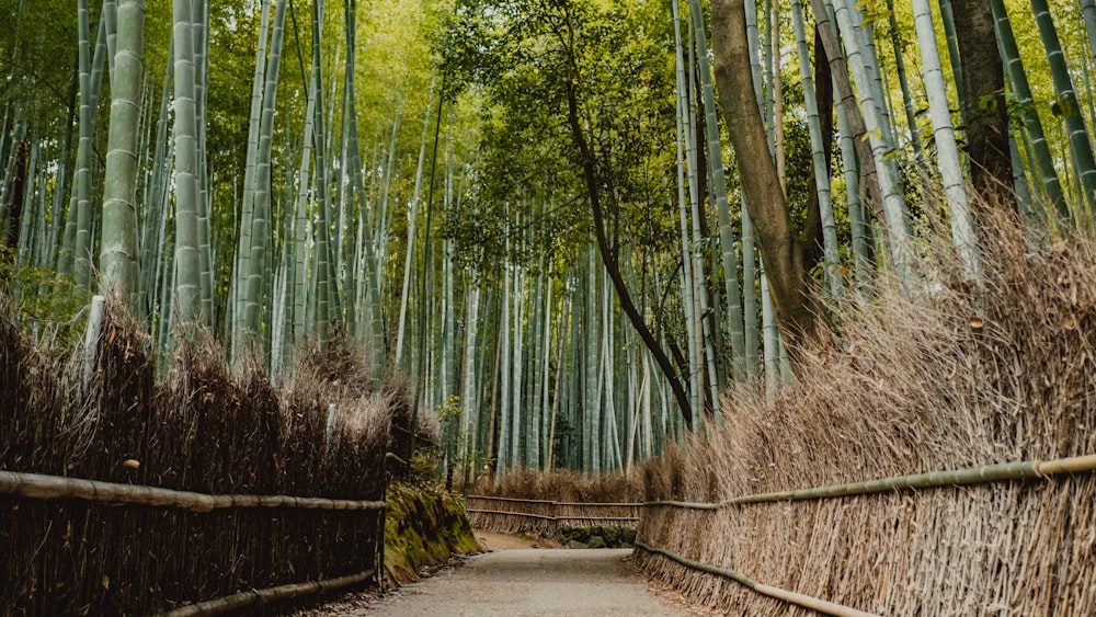 a path through a bamboo forest with lots of tall trees