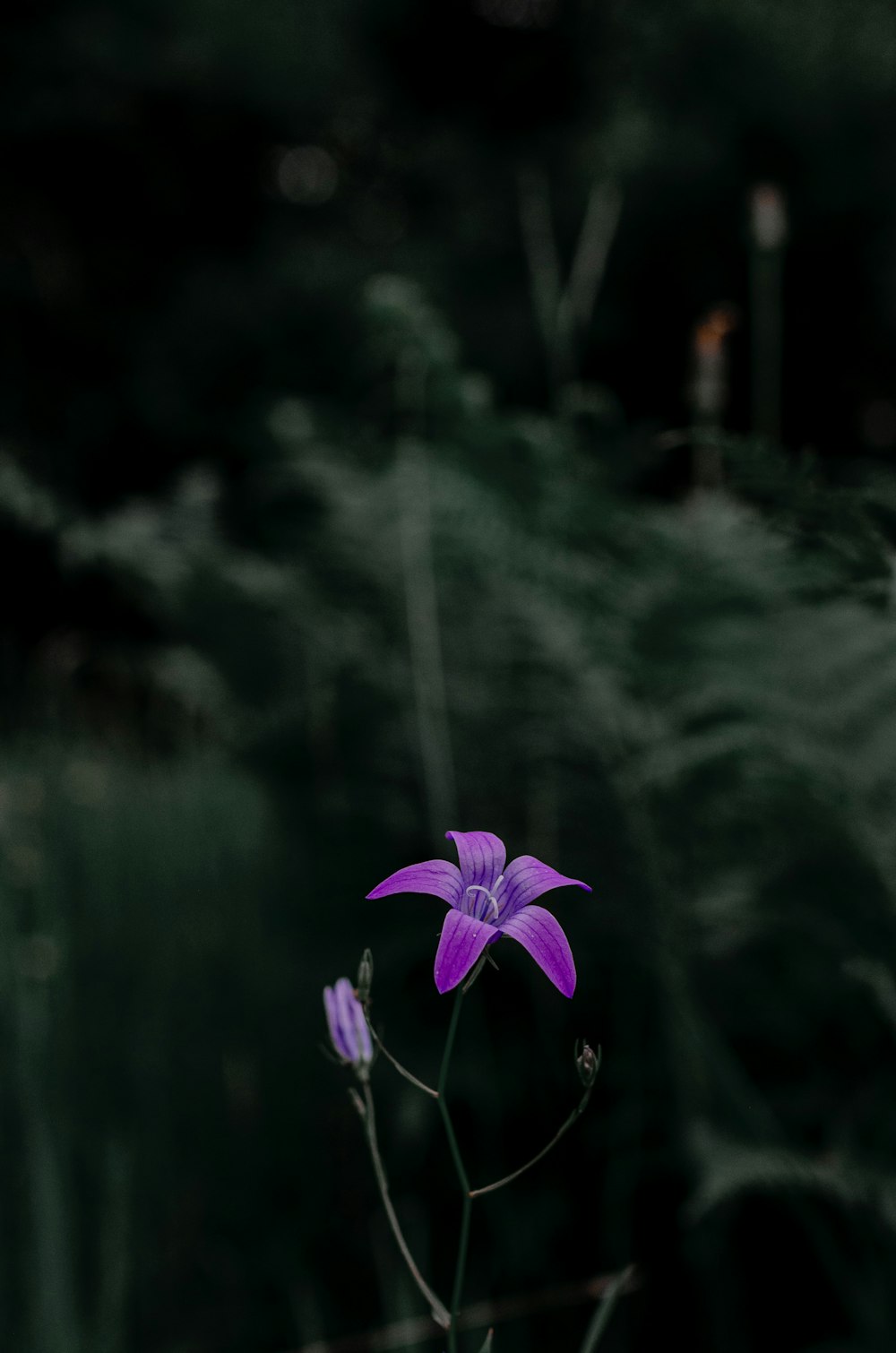 Una flor púrpura en un campo de hierba alta