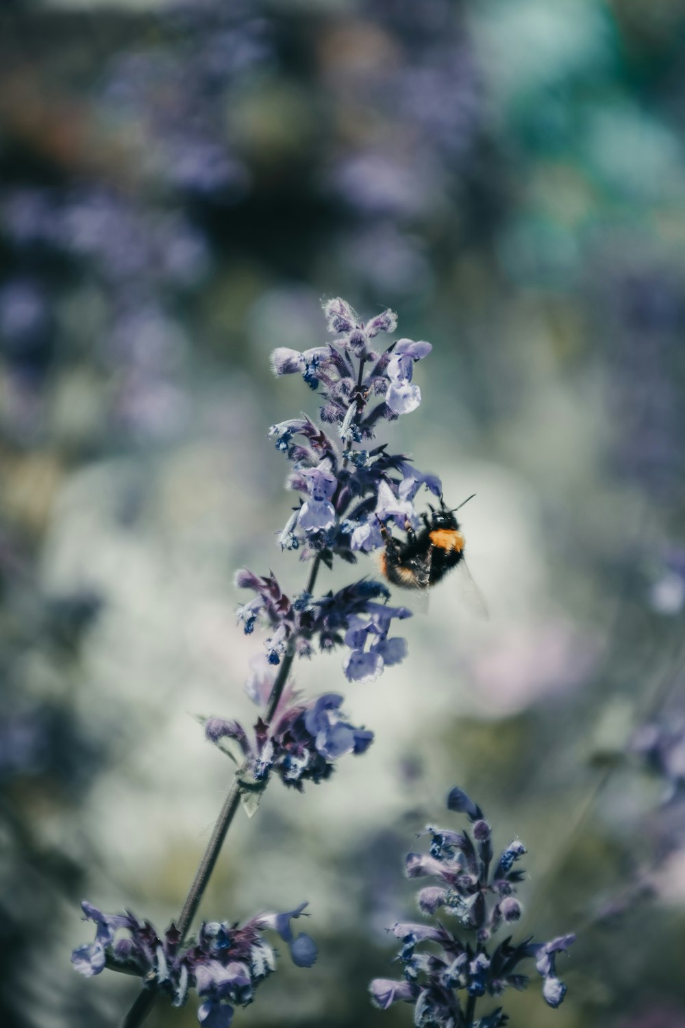 a bee sitting on top of a purple flower