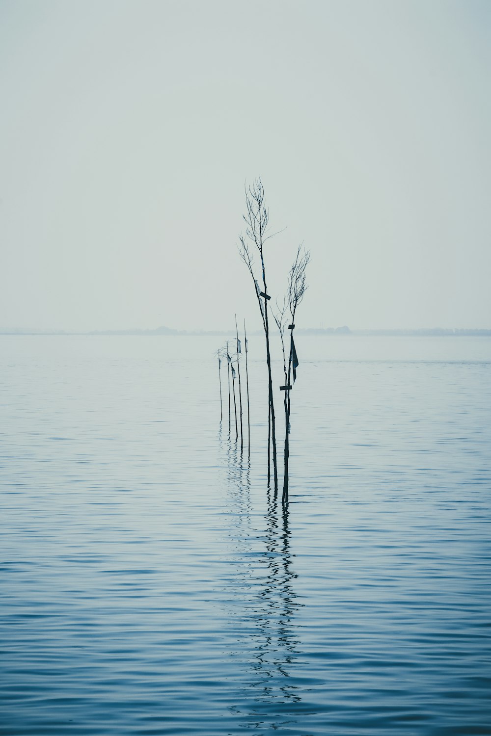 a group of trees in the middle of a body of water