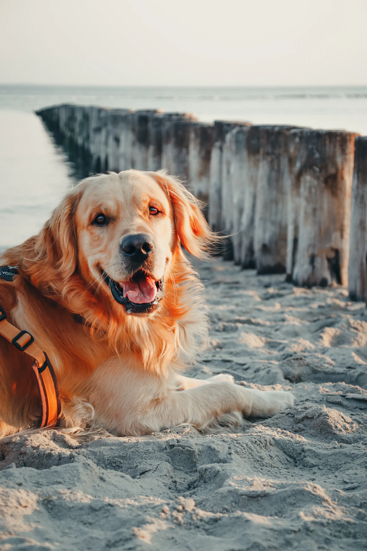 Adult Golden Retriever dog