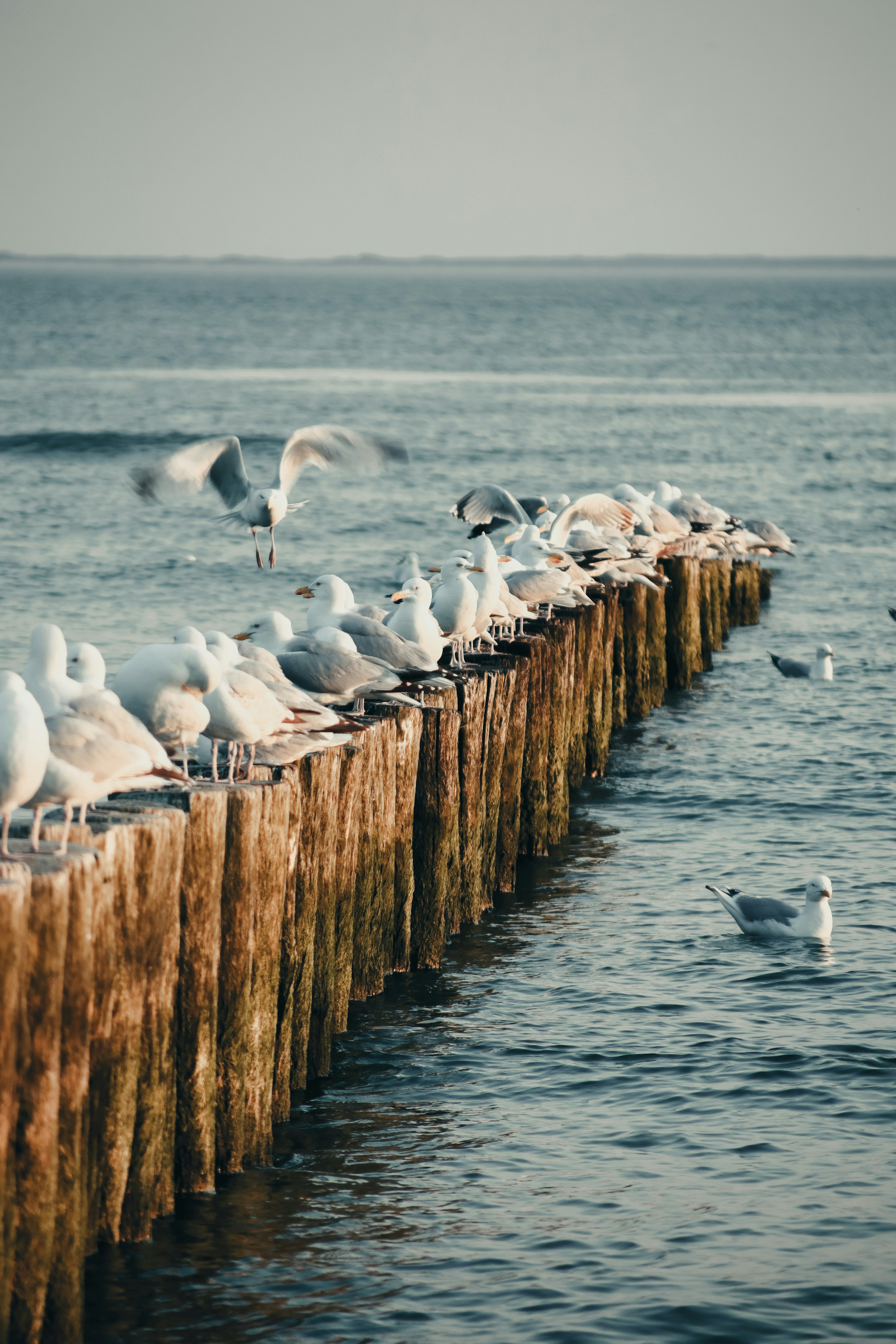 a flock of seagulls sitting on a wooden pier