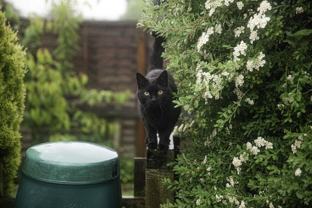 a black cat standing on top of a wooden fence