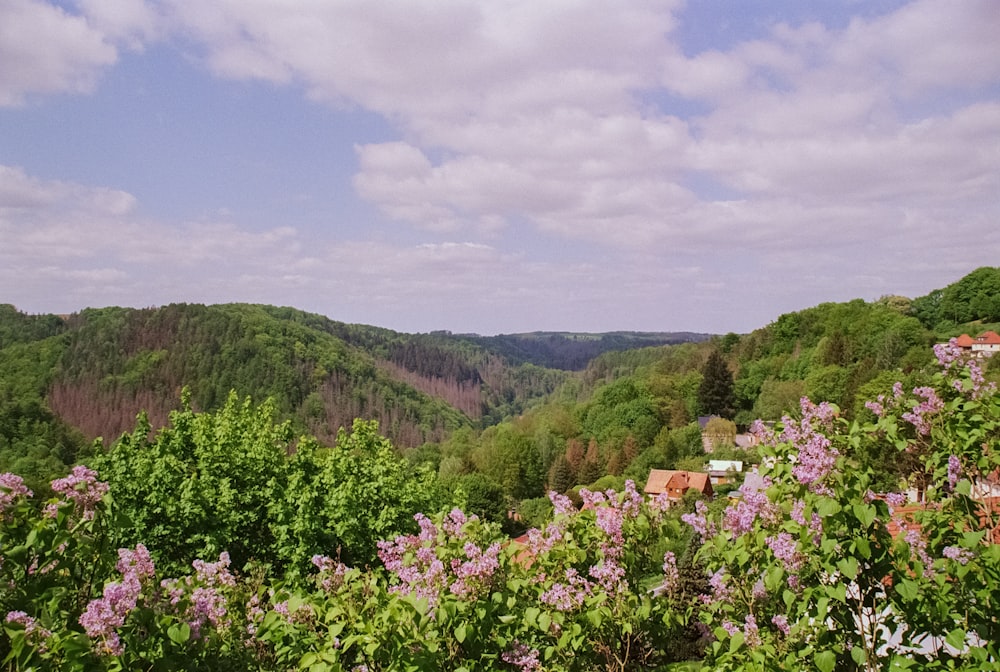 una vista di una valle con molti alberi sullo sfondo