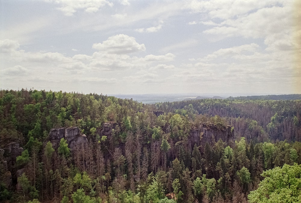 a forest filled with lots of tall trees