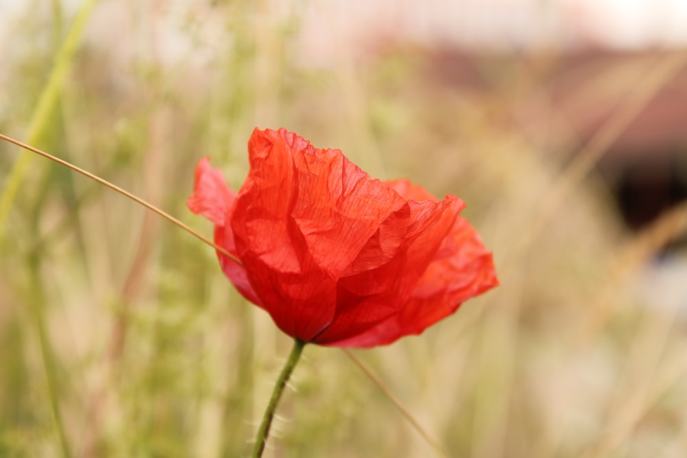 a single red flower in a field of tall grass