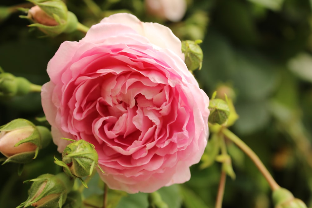 a pink flower is blooming in a garden