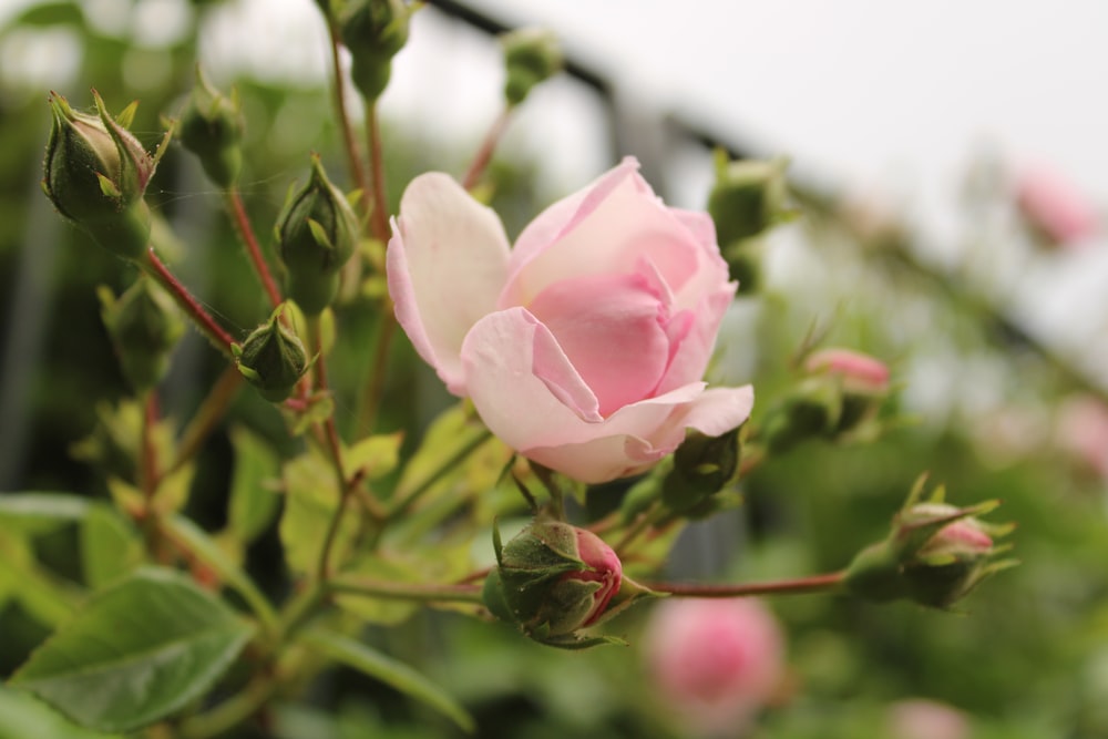 a pink rose is blooming in a garden