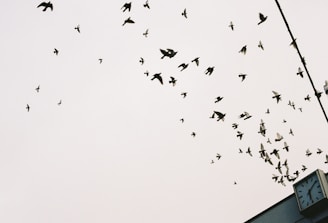 A flock of birds is flying across a pale sky, creating a dynamic pattern. In the bottom right corner, a large, angular clock is visible, showing an early time likely in the morning or late afternoon. The image captures the beauty of nature and the rhythm of time.