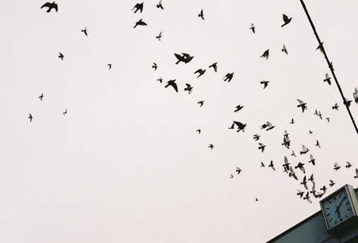 A flock of birds is flying across a pale sky, creating a dynamic pattern. In the bottom right corner, a large, angular clock is visible, showing an early time likely in the morning or late afternoon. The image captures the beauty of nature and the rhythm of time.