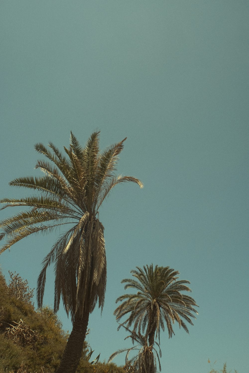 a couple of palm trees sitting next to each other