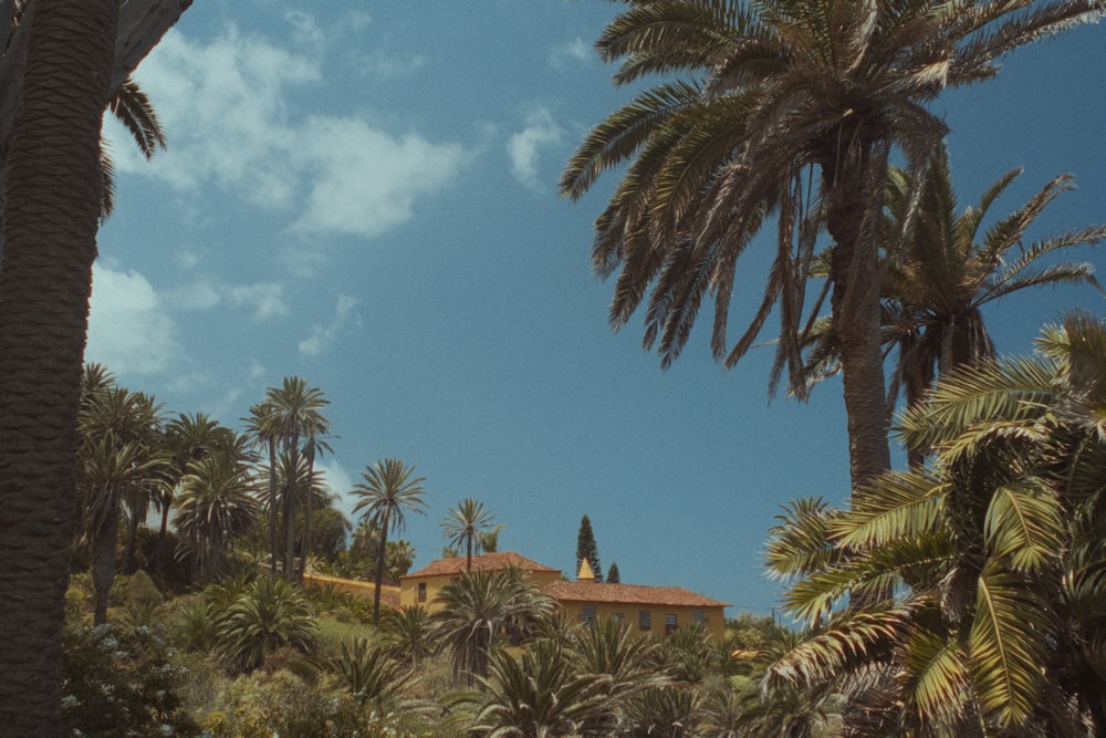 uma casa cercada por palmeiras sob um céu azul