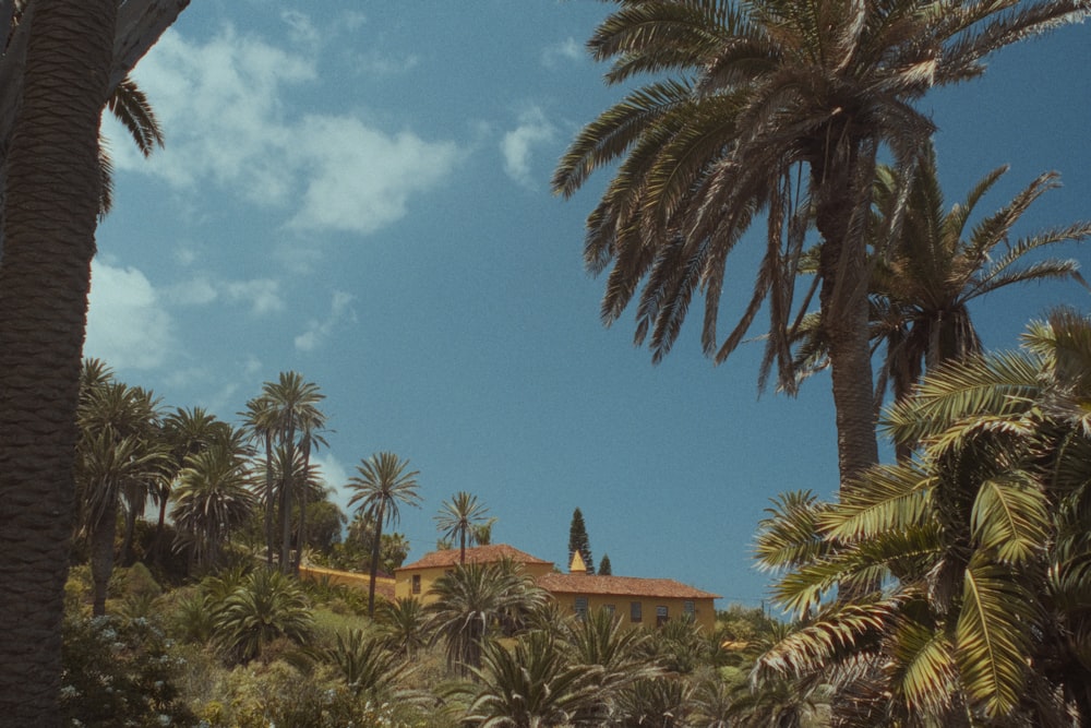 a house surrounded by palm trees under a blue sky