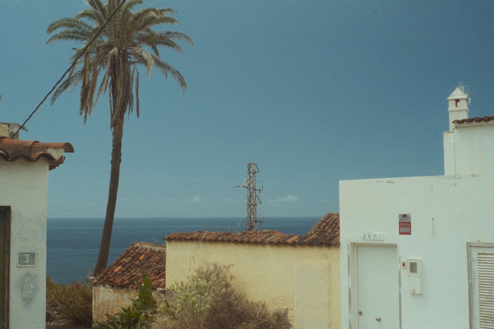 a palm tree is in front of a white building