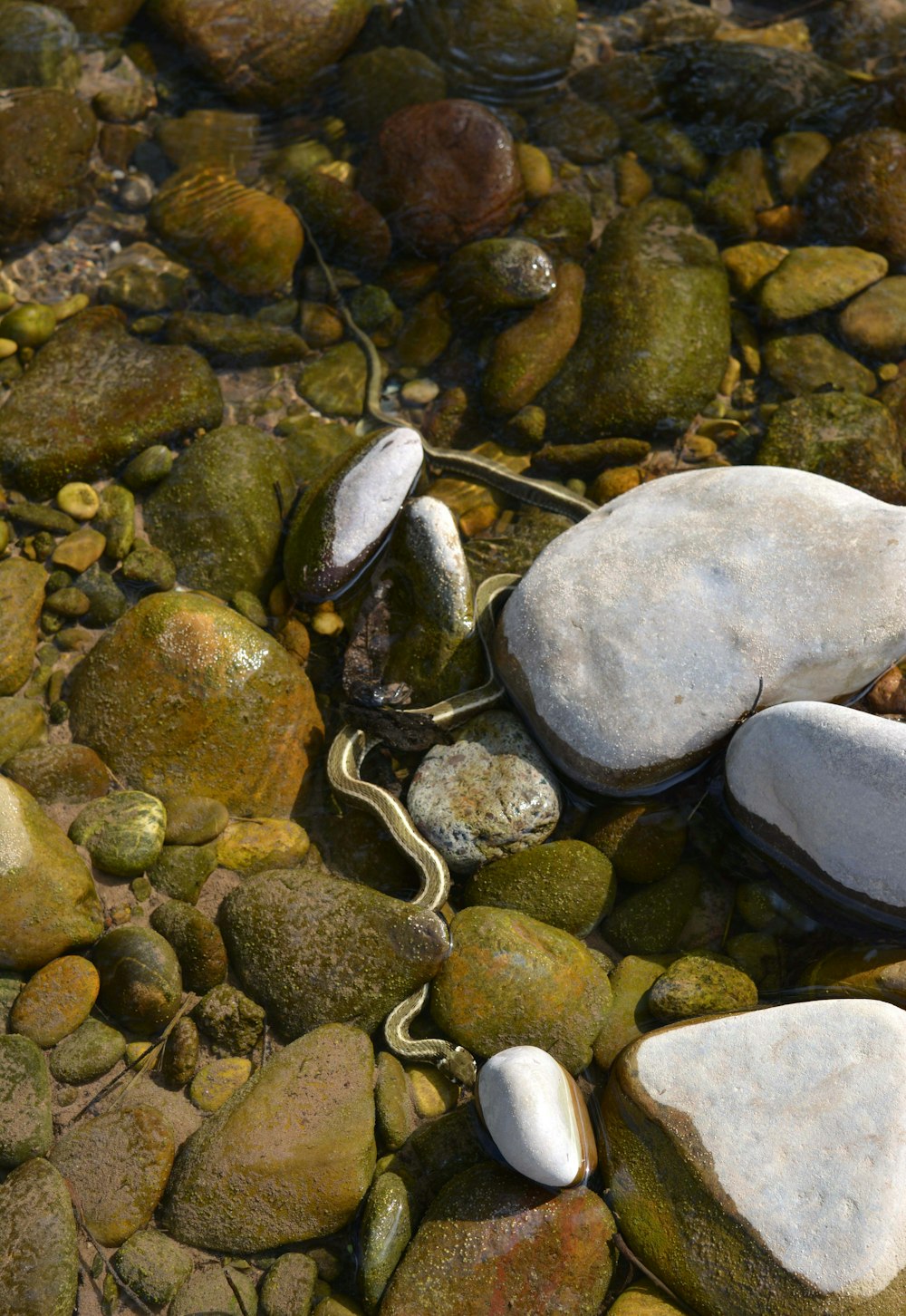 a snake crawling around rocks in the water