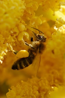 A detailed image of a honeybee collecting pollen from a bright yellow flower