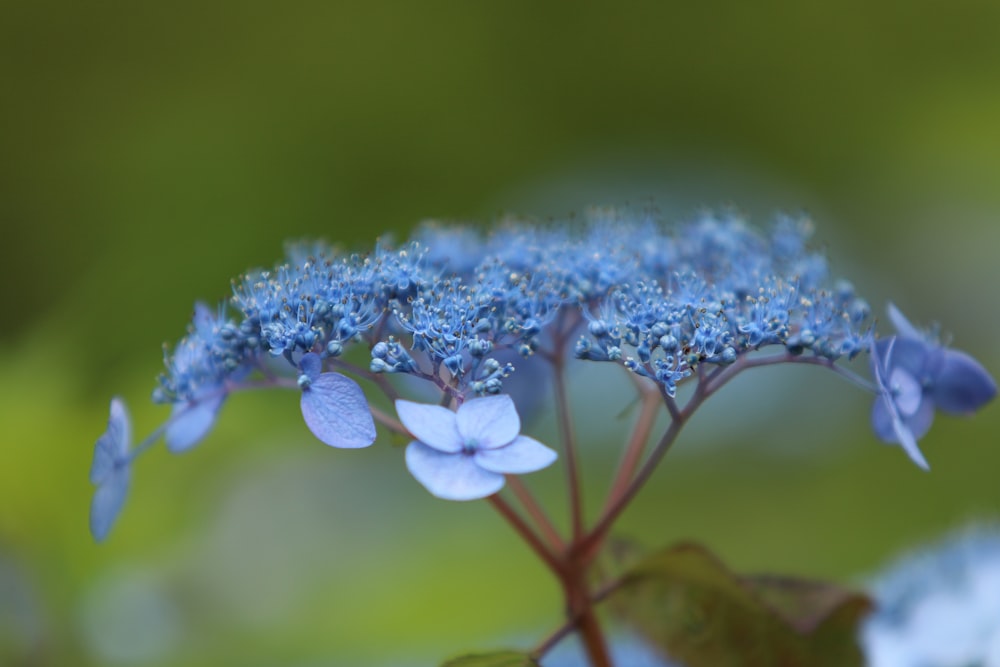 a close up of a blue flower with a blurry background