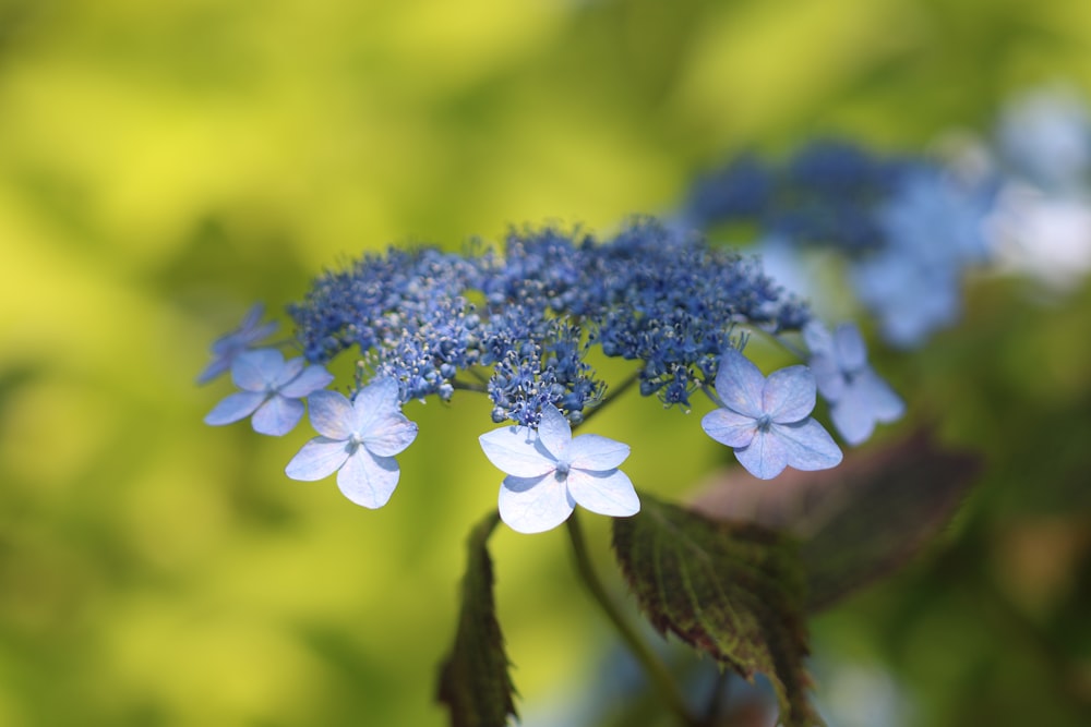 a close up of a blue flower on a plant