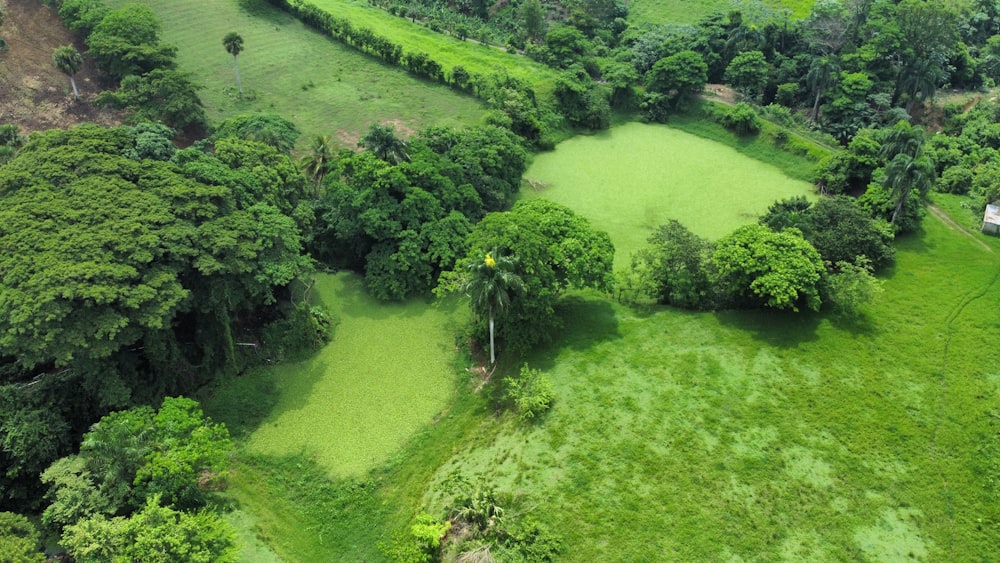 una veduta aerea di un rigoglioso campo verde