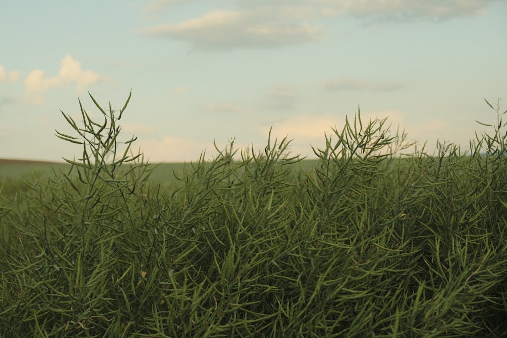 a field of grass with a sky in the background