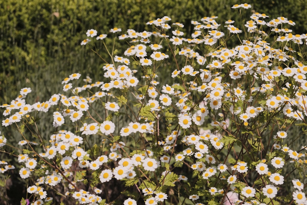 a field full of white and yellow flowers