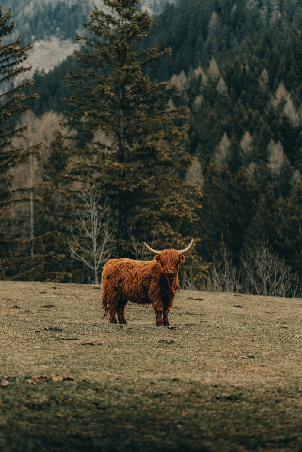 Una mucca marrone in piedi in cima a un campo coperto di erba