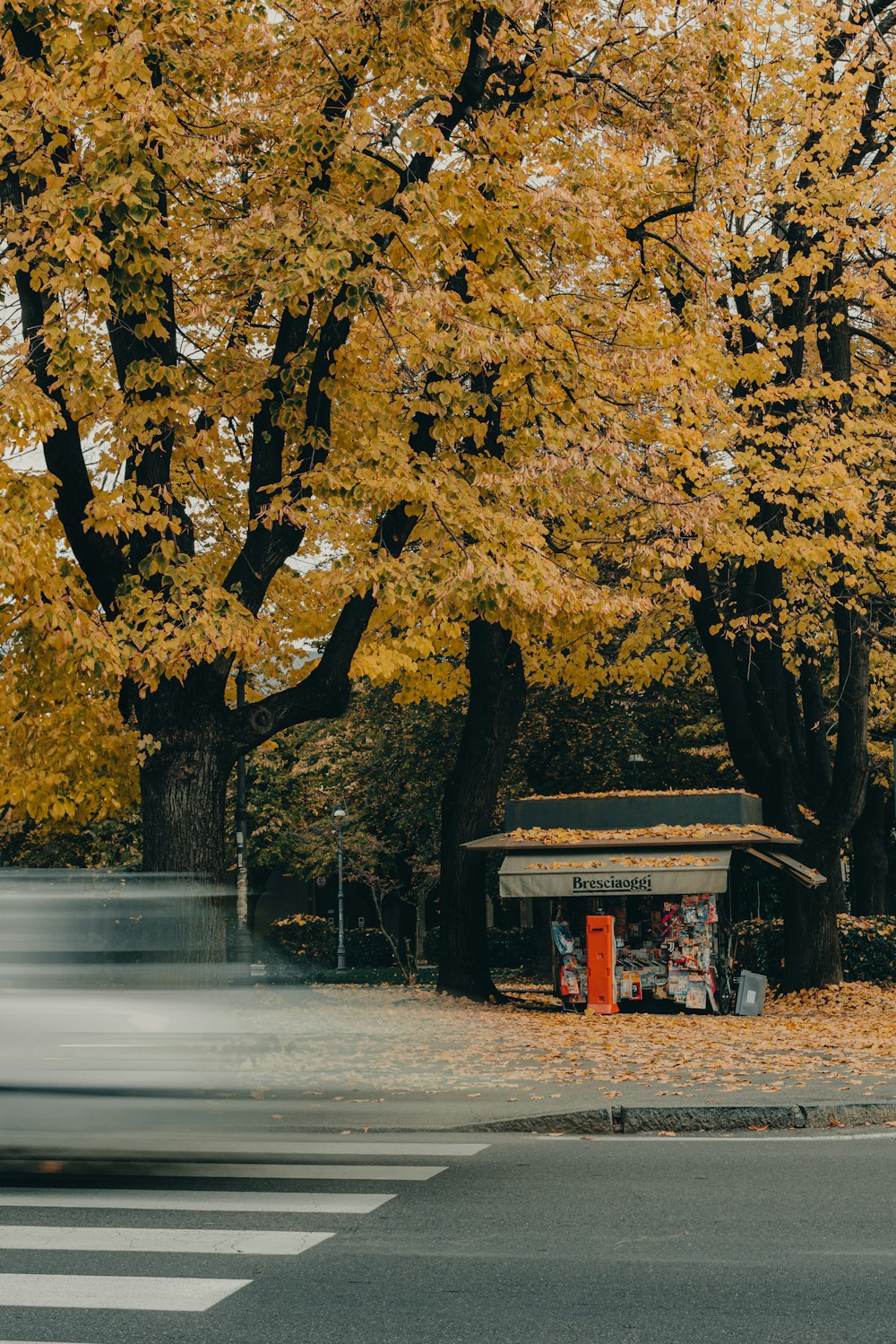 ein Auto, das neben einem Baum eine Straße hinunterfährt