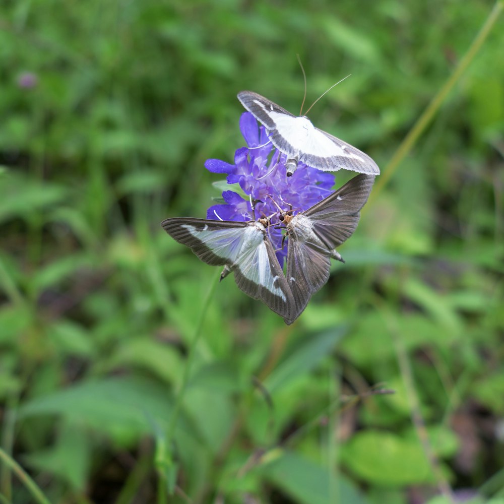 a white and blue butterfly sitting on a purple flower