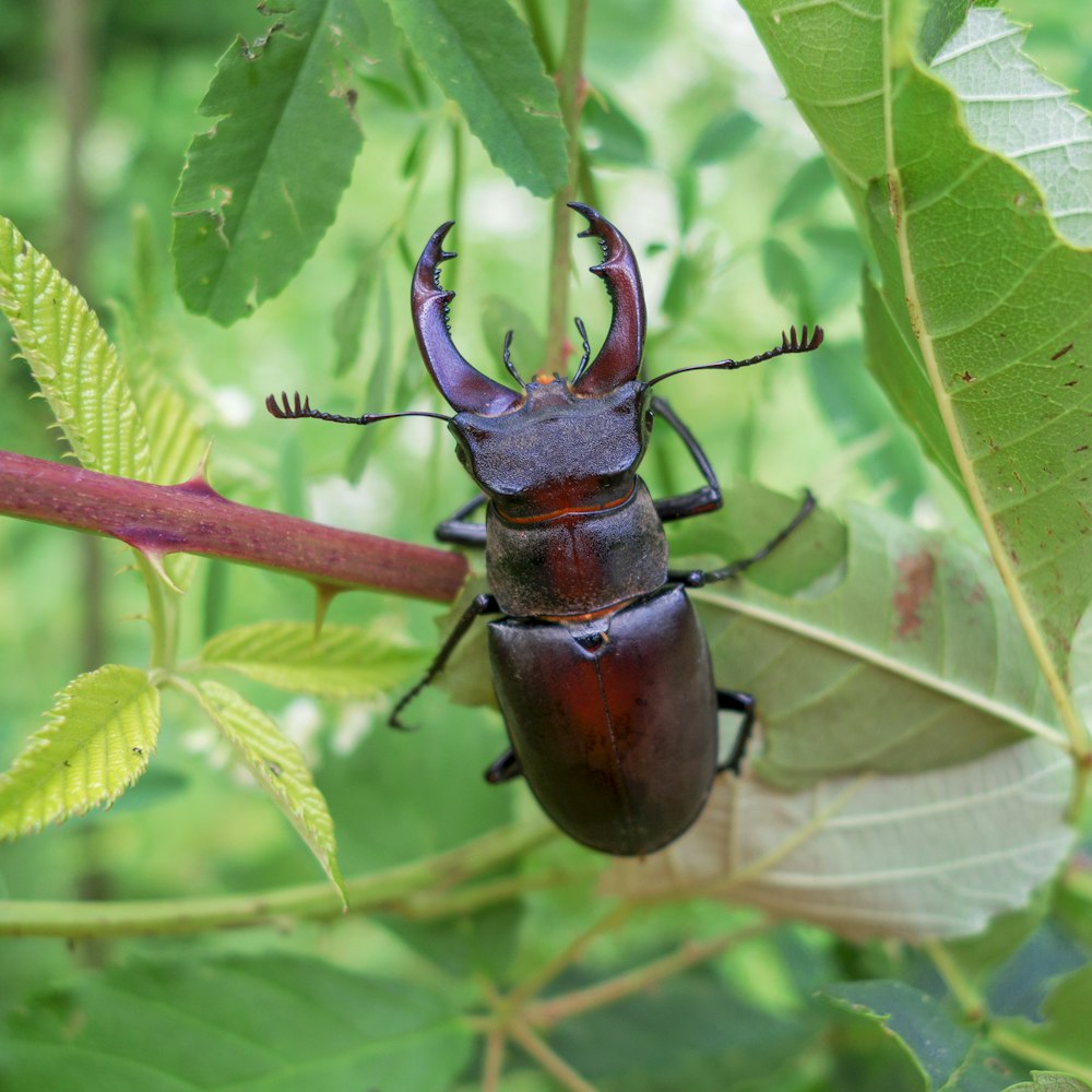 a beetle sitting on top of a leaf covered tree